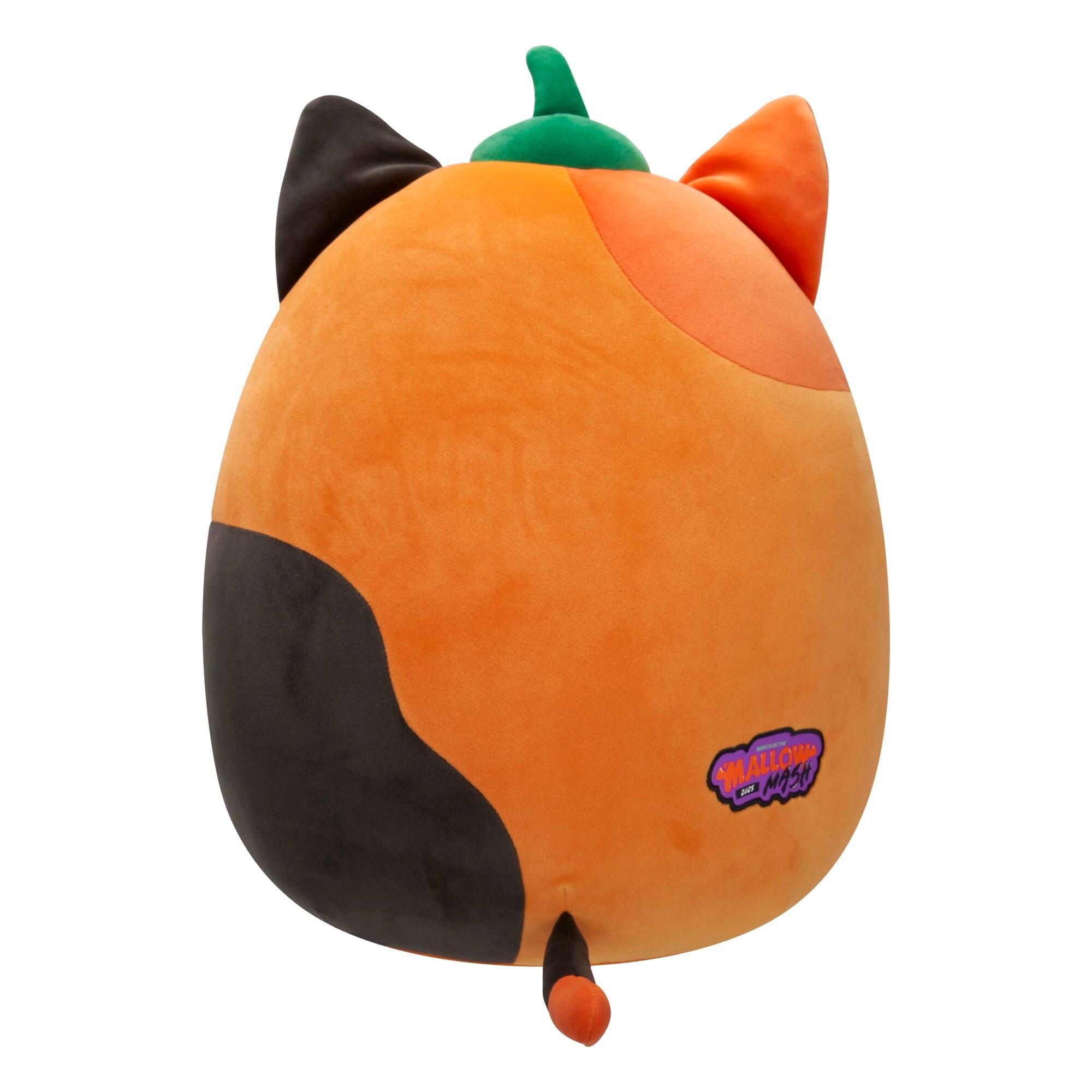 Pumpkin Cam