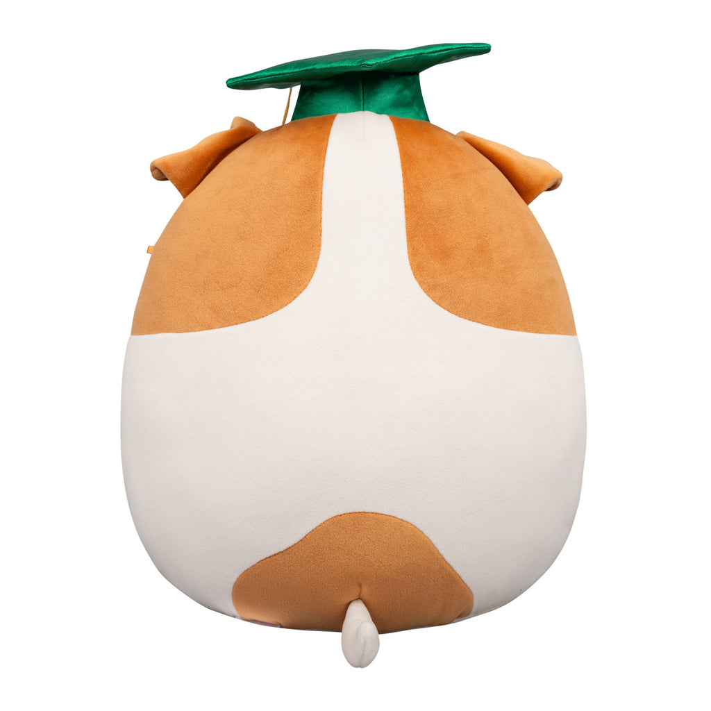 12-Inch Brenden the Jack Russell Terrier in Graduation Cap